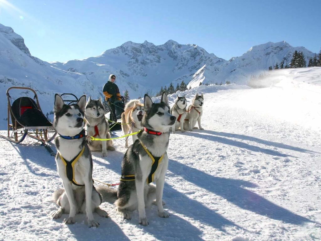 Hundeschlittenfahrt mit Huskys in Warth-Schröcken im Bregenzerwald mit Bergen im Hintergrund